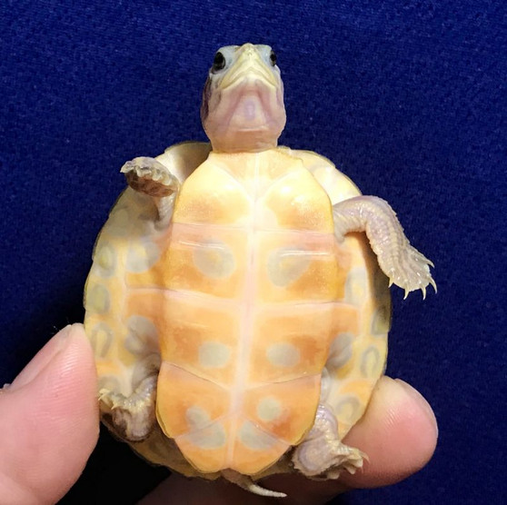 T-Positive Albino Florida Red Belly - Image 3