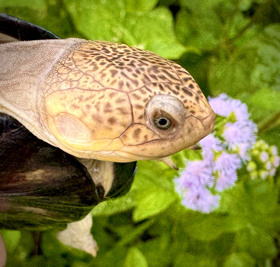 Upembae Mud Turtle - Image 2