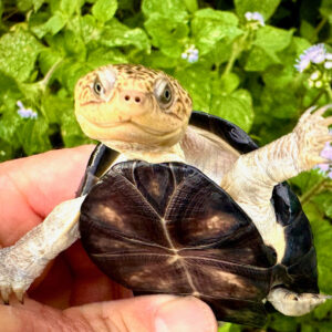 Upembae Mud Turtle