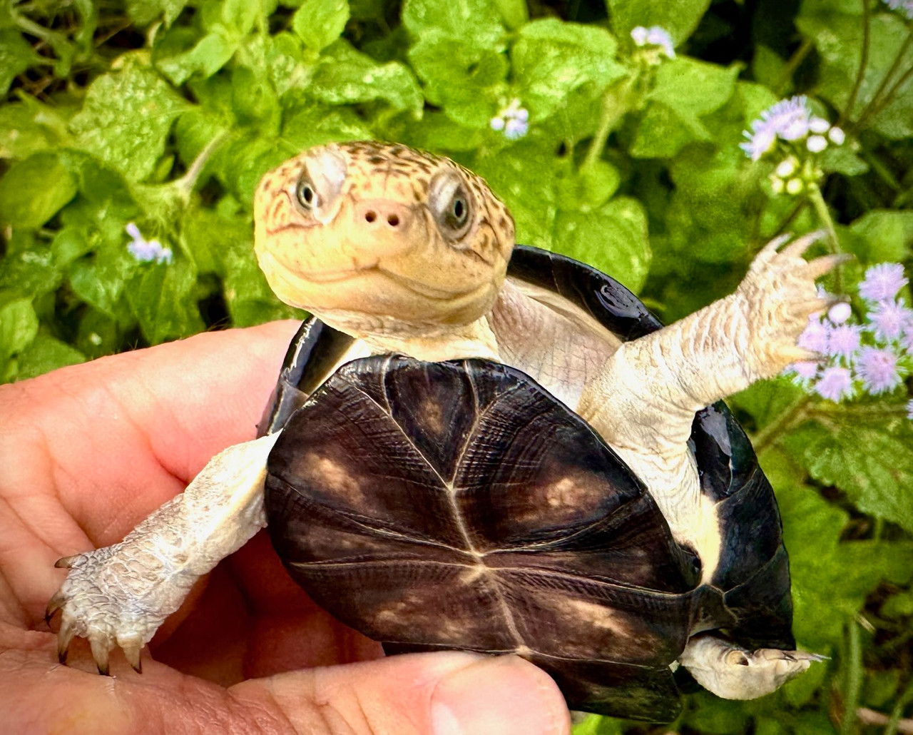 Upembae Mud Turtle