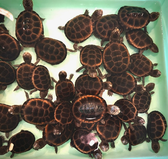 Upembae Mud Turtle - Image 3
