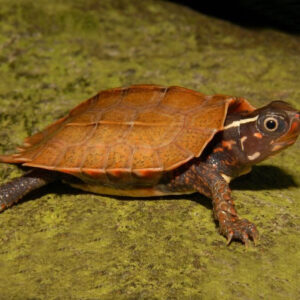 Vietnamese Wood Turtle