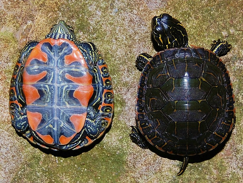 Western Painted Turtle - Image 2