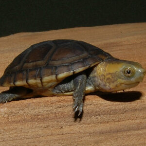 White Lipped Mud Turtle