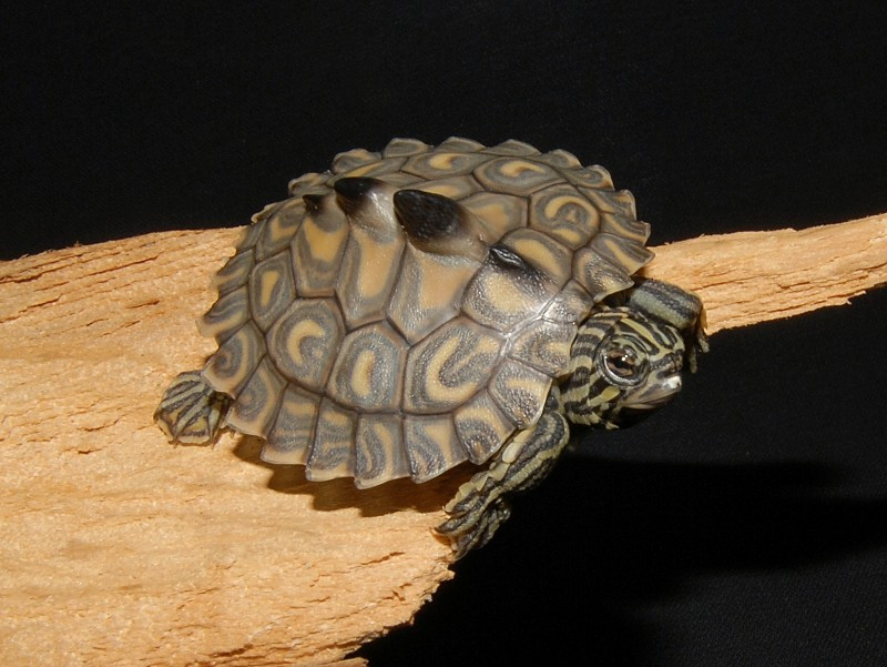 Yellow Blotched Map Turtle