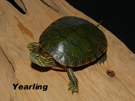 Western Painted Turtle - Image 3