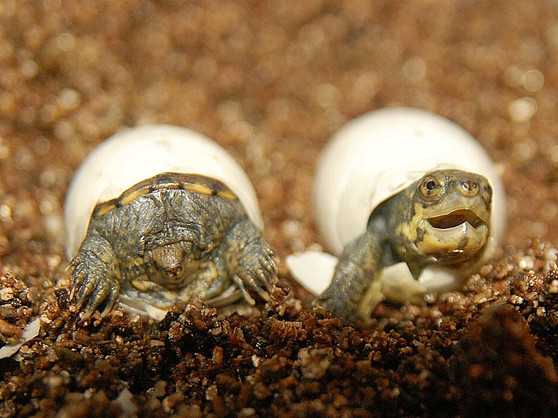 Yellow Mud Turtle - Image 3