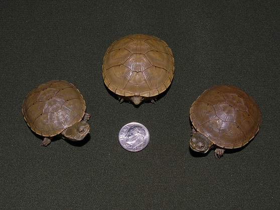 Yellow Mud Turtle - Image 2
