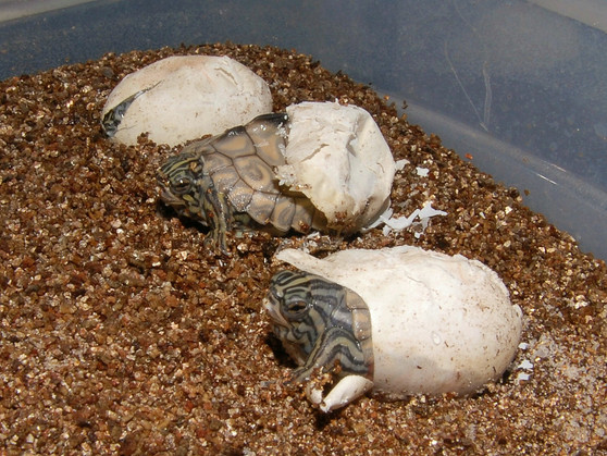 Yellow Blotched Map Turtle - Image 2