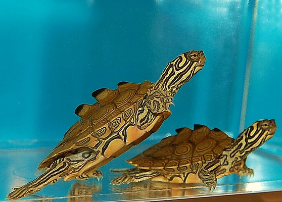 Northern Black Knobbed Sawback Map Turtle - Image 2