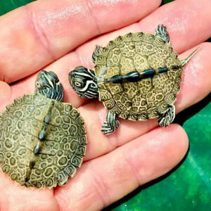 Calico Map Turtle