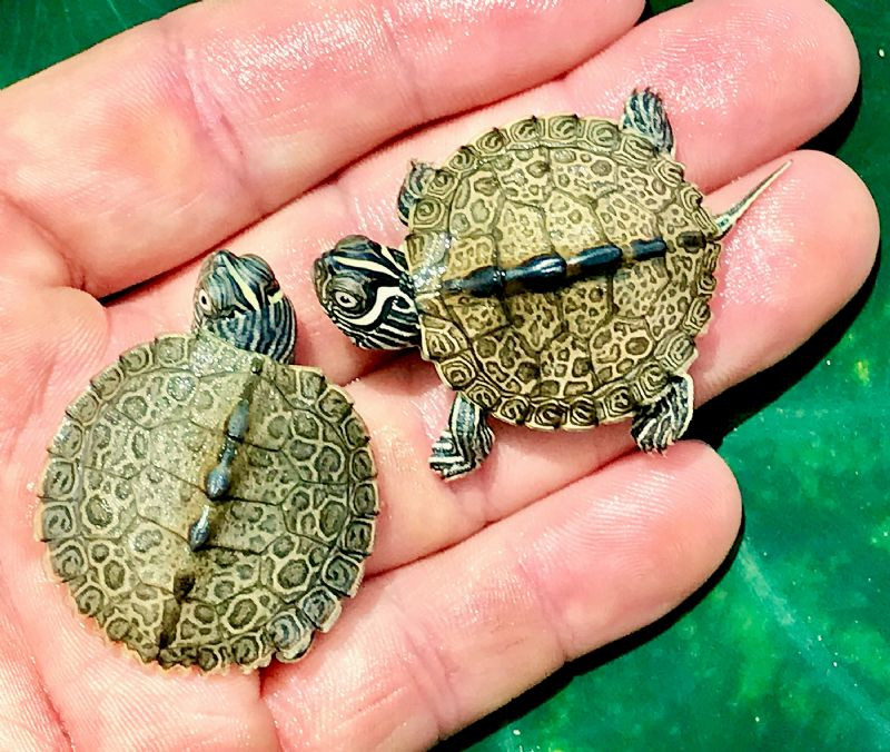 Calico Map Turtle