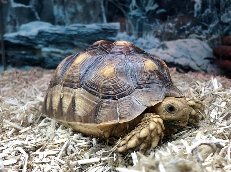 Bred Sulcata Tortoise - Image 3