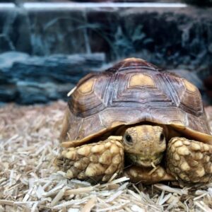 Bred Sulcata Tortoise