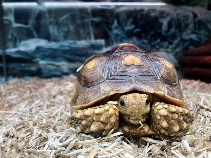 Bred Sulcata Tortoise