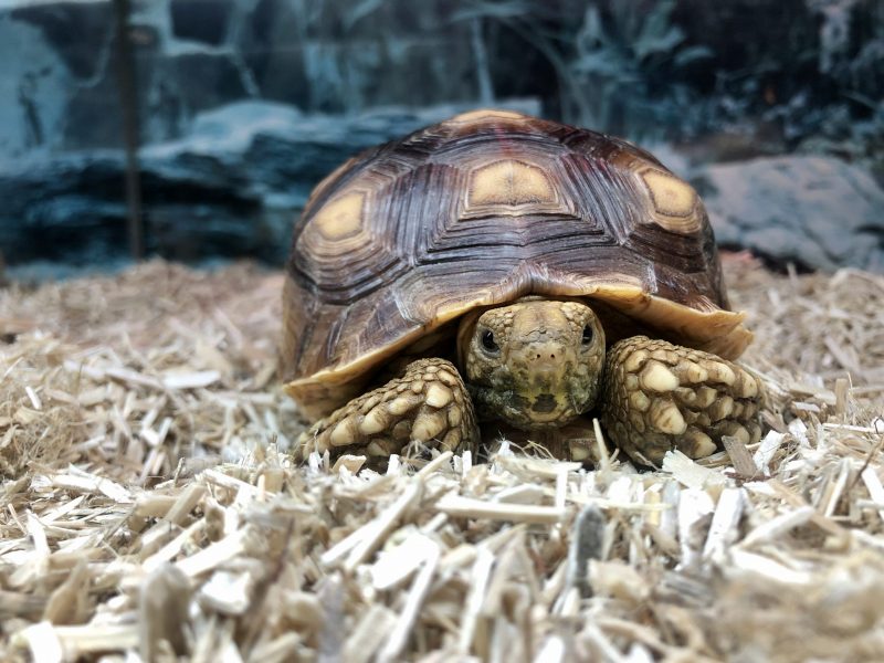 Bred Sulcata Tortoise - Image 2