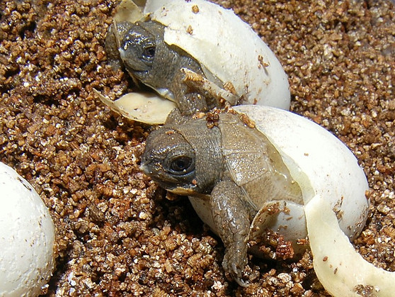 North American Wood Turtle - Image 3