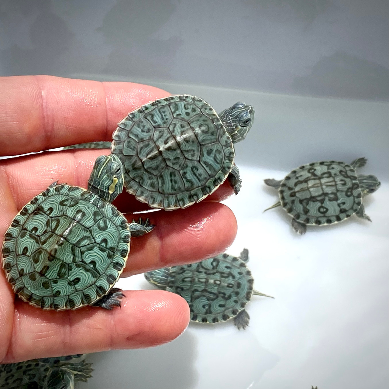 Leopard Red Eared Slider - Image 2