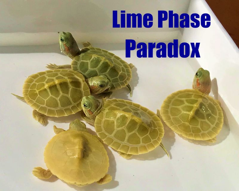 Paradox-Lime Phase Red Eared Slider - Image 2