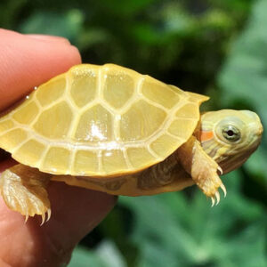 Paradox-Lime Phase Red Eared Slider