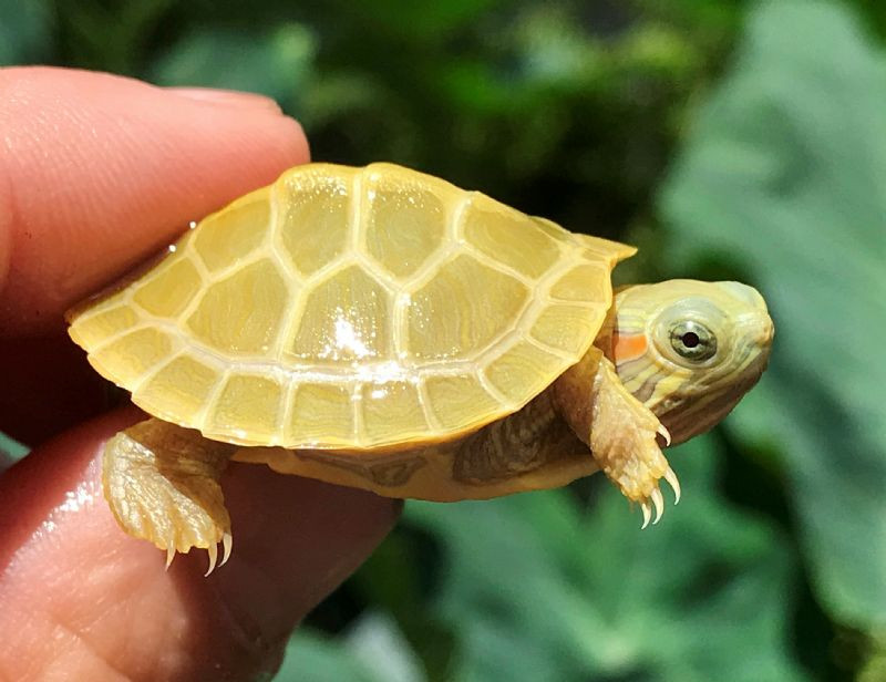 Paradox-Lime Phase Red Eared Slider