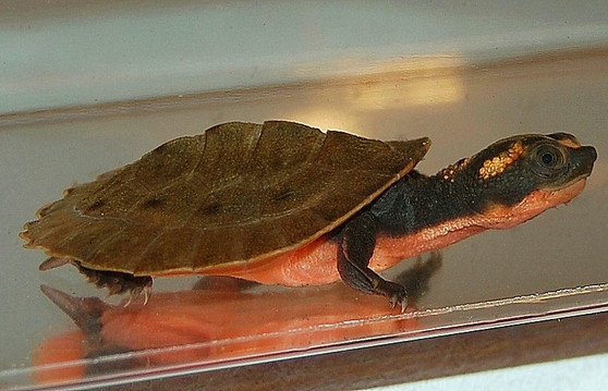 Pink Belly Snapper