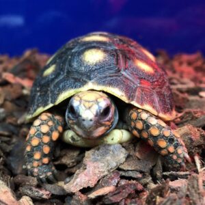 Redfooted Tortoise