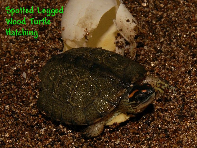Spotted - Legged Wood - Image 3
