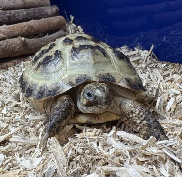 Captive Bred Horsfield Tortoise - Image 2