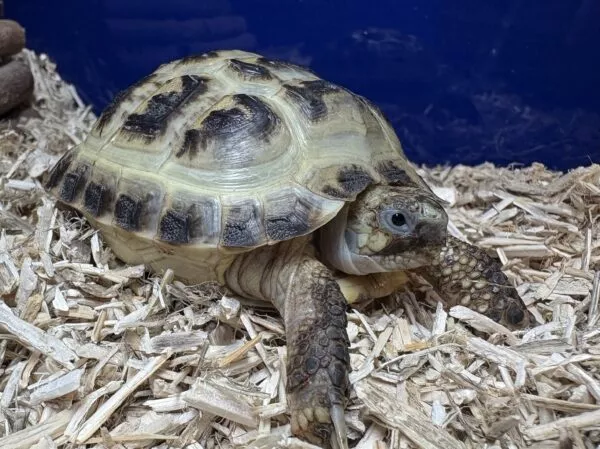 Captive Bred Horsfield Tortoise - Image 3