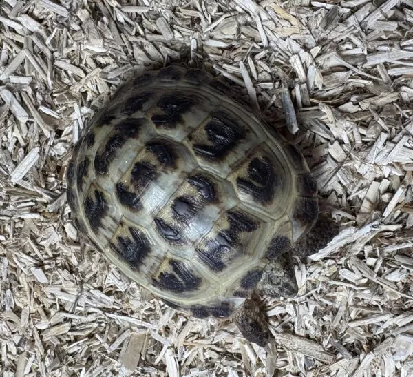 Captive Bred Horsfield Tortoise - Image 4