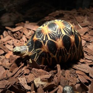 Radiated Tortoise