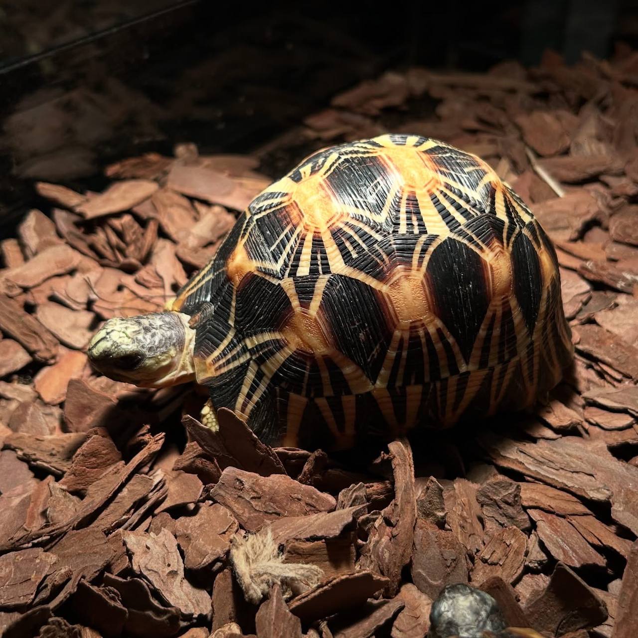 Radiated Tortoise