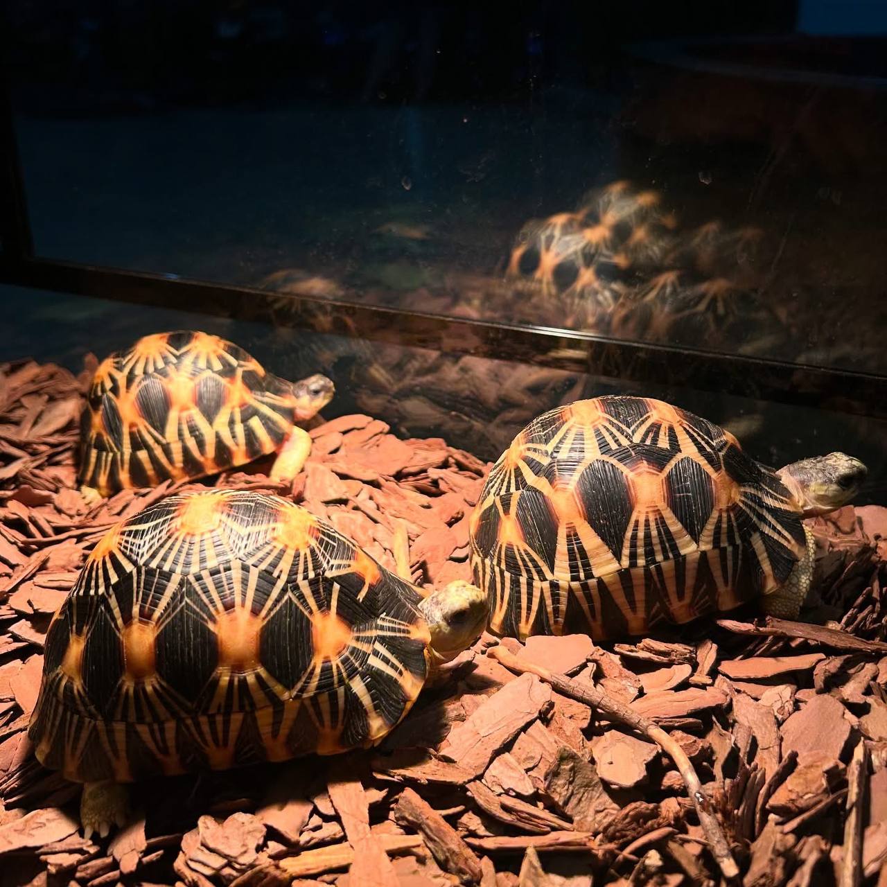 Radiated Tortoise - Image 2