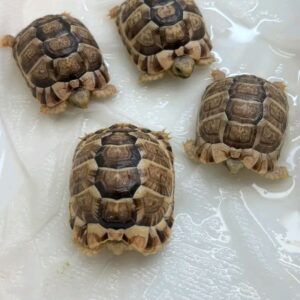 Egyptian Tortoise
