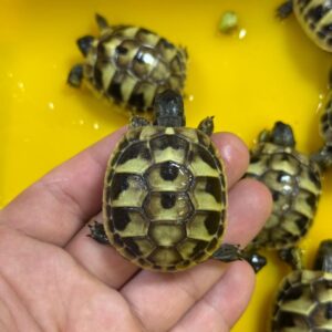 Western Hermann’s tortoise