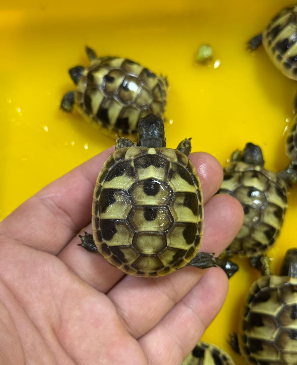 Western Hermann’s tortoise - Image 3