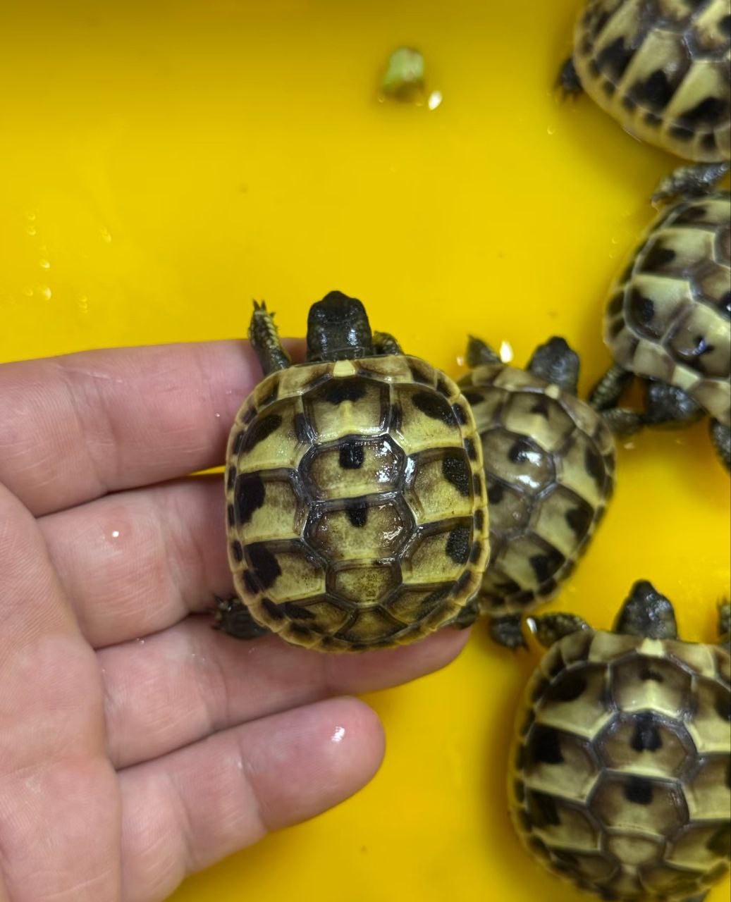 Western Hermann’s tortoise - Image 2