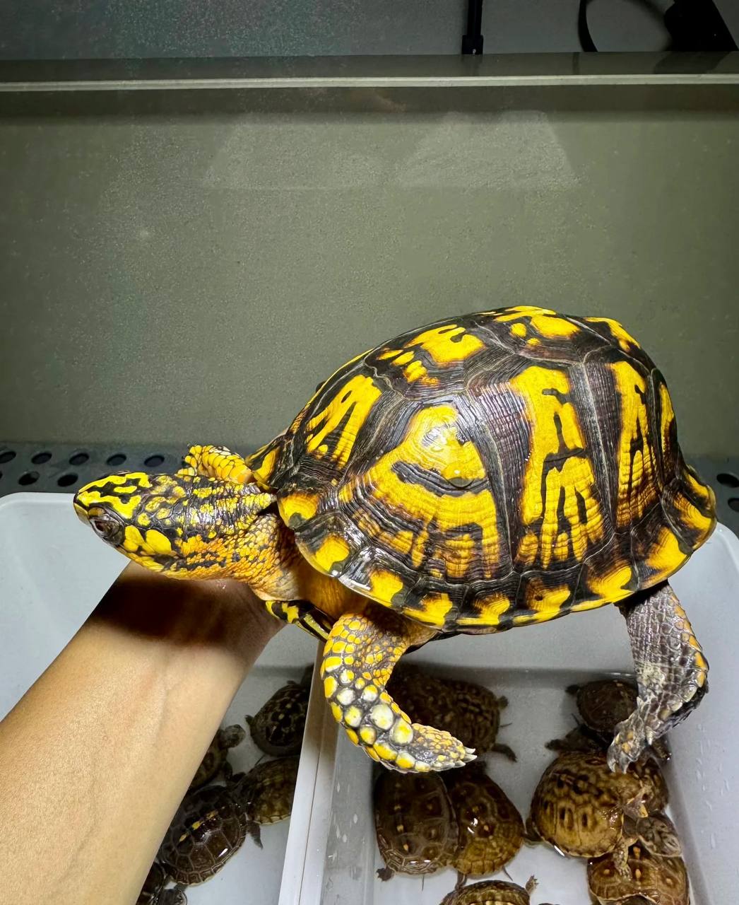 Eastern Box Turtle for sale - Image 5
