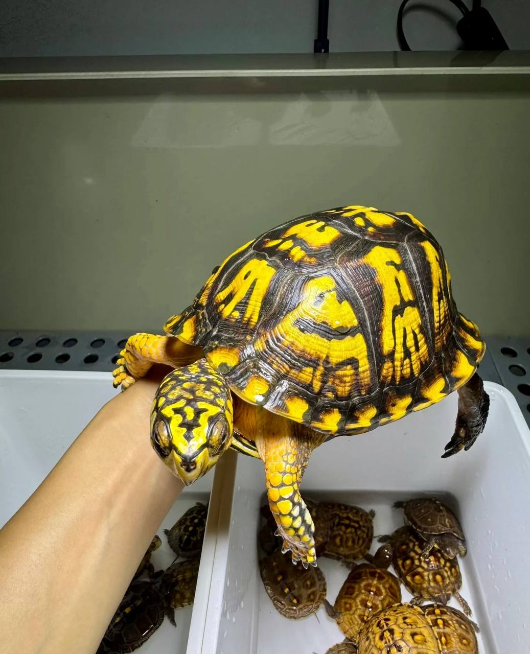 Eastern Box Turtle for sale - Image 6