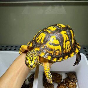 Eastern Box Turtle for sale