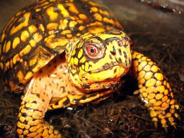 Eastern Box Turtle for sale - Image 2