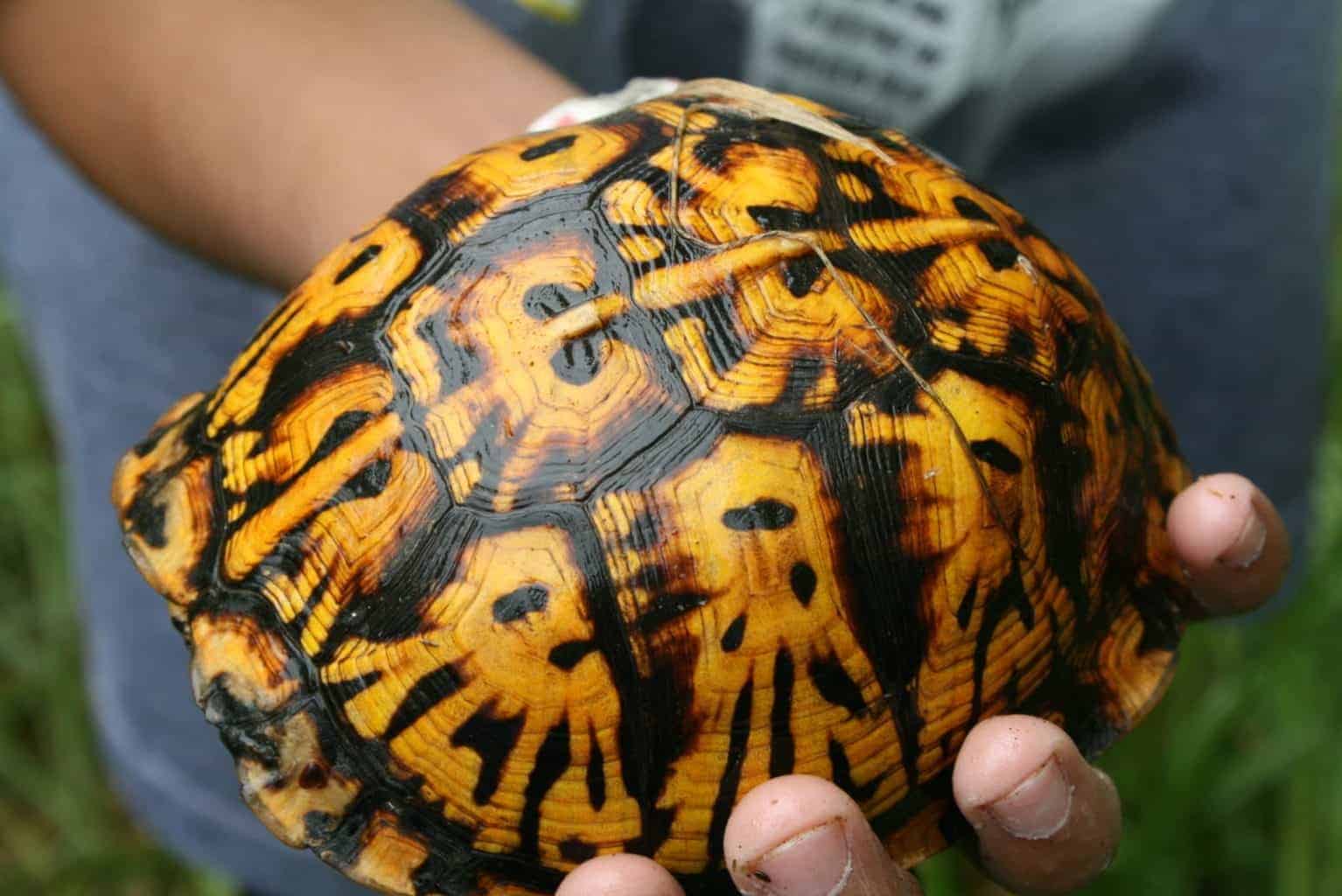 Eastern Box Turtle for sale - Image 3