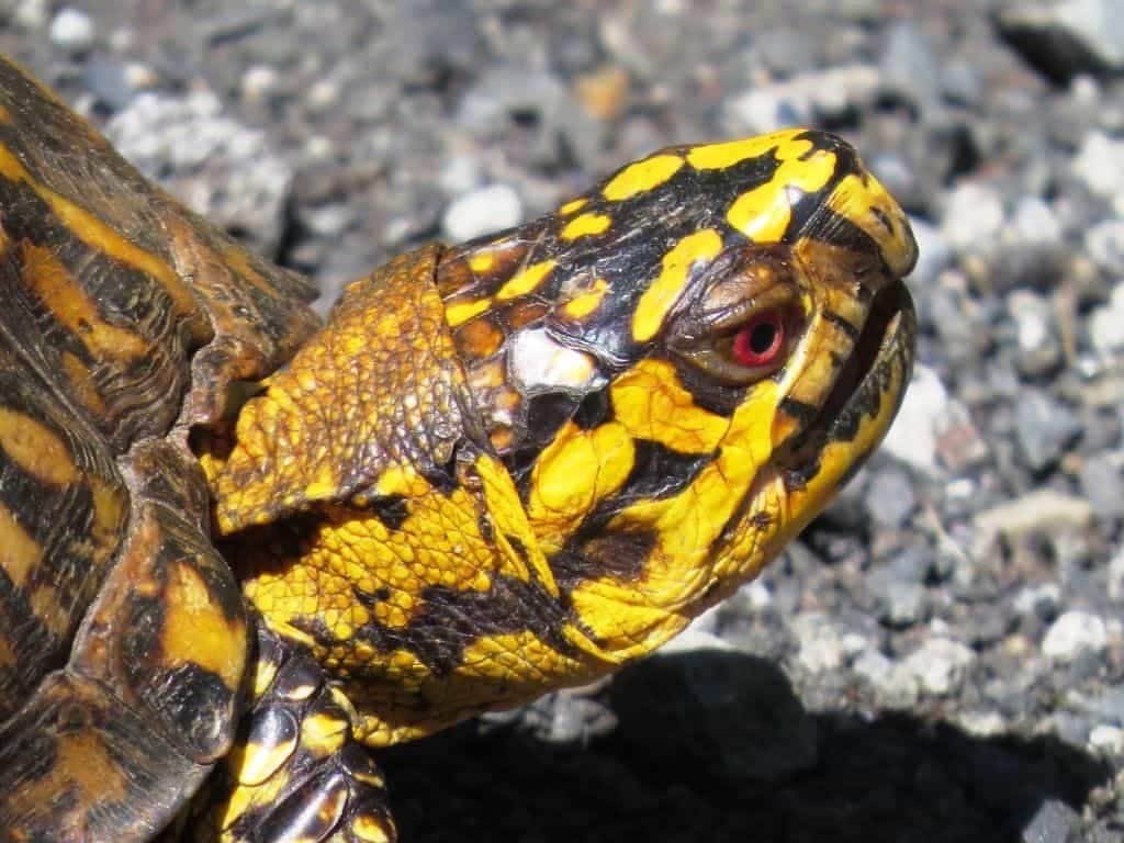 Eastern Box Turtle for sale - Image 4